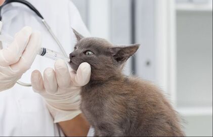 kitten medicine